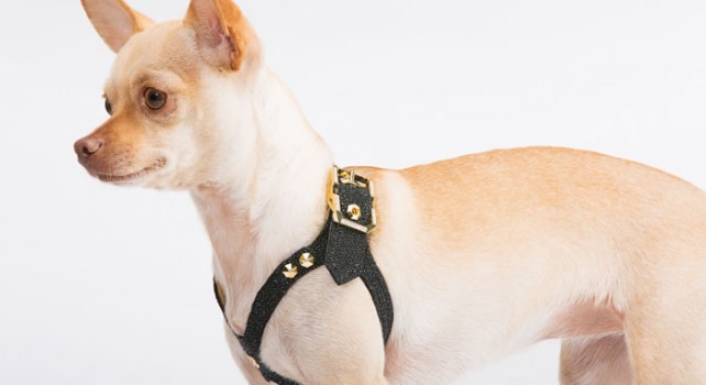 Brikk Lux Dog Harness : Un harnais pour chien incrusté de diamants